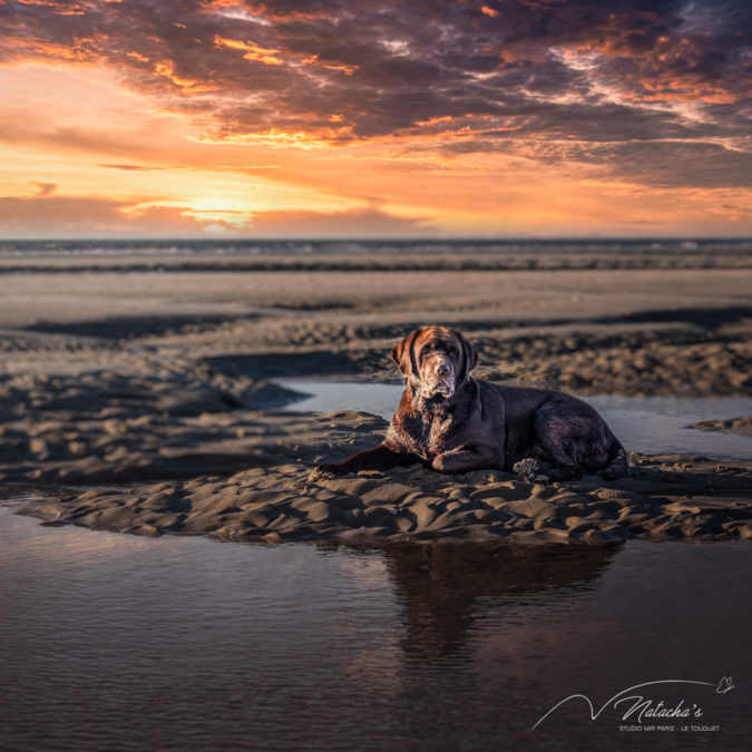 Photos de chien sur la plage du Touquet (62)