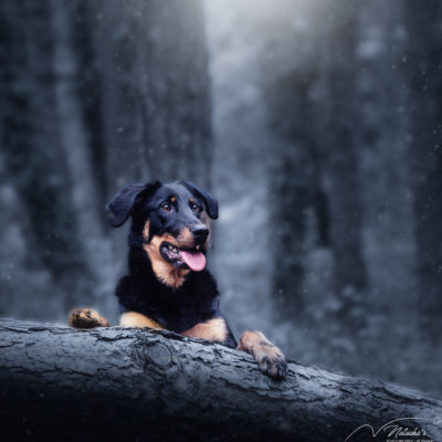 Photos de chien en extérieur en forêt au Touquet 