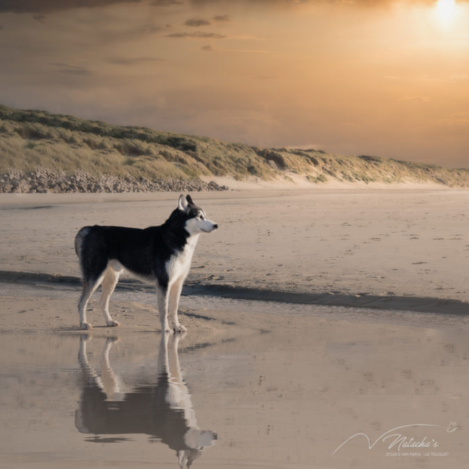 Photos de chien sur la plage du Touquet 