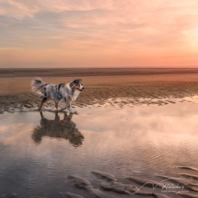 Photographe chien sur la plage du Touquet